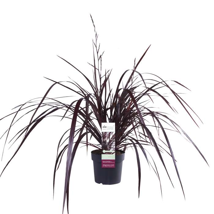 Cordyline x ‘Festival® Burgundy’ - Perfect Garden